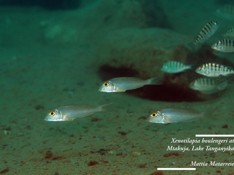 Xenotilapia boulengeri 'Mtakuja'